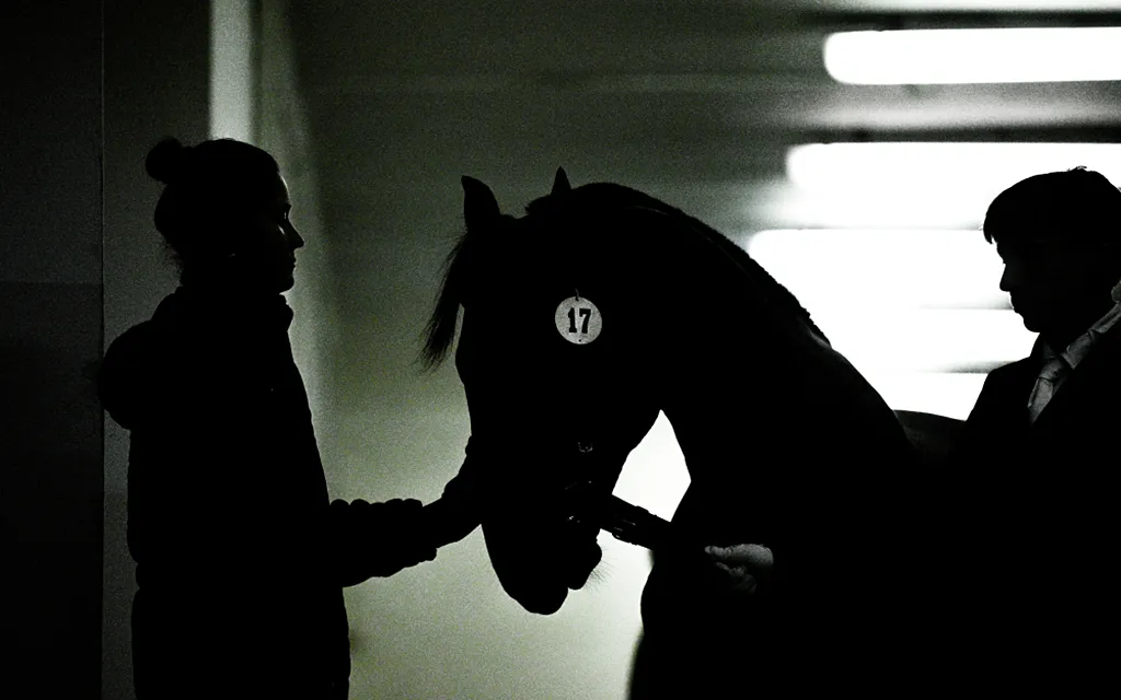 Лошадь, РИА2.webp