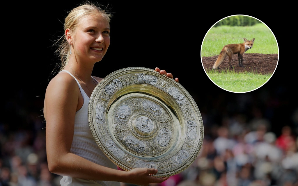 Единственная русская, покорившая Уимблдон! Шараповой помогли… лисьи экскременты