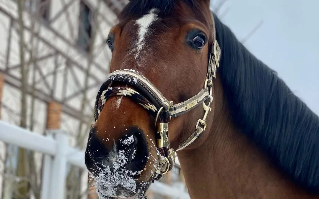 My_favorite_horse_despite_everything_#RusskayaZvezda_14_1_11zon.webp