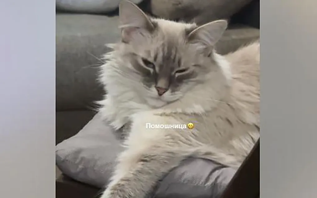 Сеть Загитовой.webp