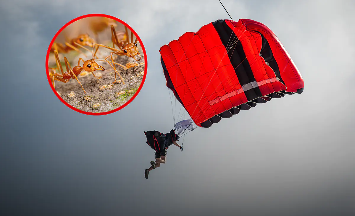 Муравьи спасли легендарную парашютистку. А ведь они просто хотели её съесть